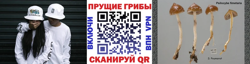 Псилоцибиновые грибы мицелий  купить   Грязи 